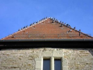Stadtbild-Kelter (Meierhof) - Ansicht von Westen - Hauptgebäude über Giebelseite - Dachbereich mit Taubengalerie