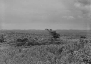 Hochfläche bei Dembi Dolo : Einzelbaumvegetation in der Hochfläche.