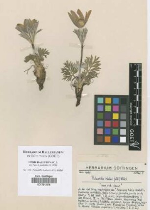 Pulsatilla halleri (All.) Willd.