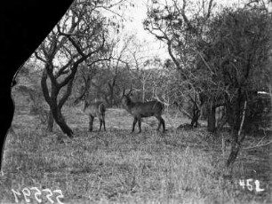 Antilopen : Im Krüger-Nationalpark fotografierte, nicht näher benannte Antilopenart.