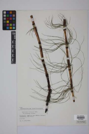 Equisetum telmateia telmateia Ehrh.