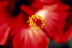Staubblätter einer feurig rote Hibiskusblüte // A fiery red hibiscus flower