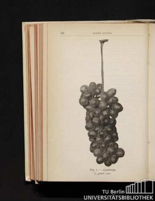 Fig. 1. - Agostenga. 1/2 grand. nat.