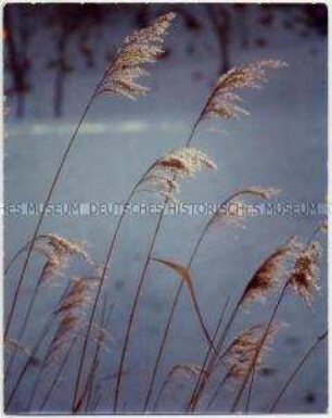 Schilf, im Hintergrund Schnee