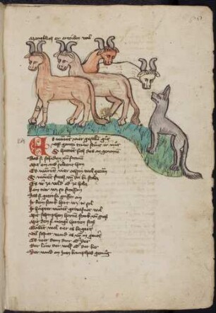 Vier Ochsen und ein Wolf, (Von den vier Ochsen und dem Wolf, Kapitel LXXXIV)