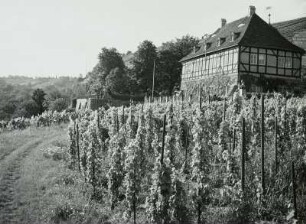 Radebeul, Oberlößnitz, Hoflößnitz mit Weinberg