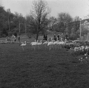 Flamingos im Karlsruher Zoo.