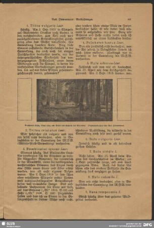 Bruchwald mit Eiche, Ulme, Erlen und Fichten bei Bialowies