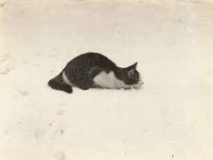 Hauskatze (Felis silvestris catus) sprungbereit im Schnee