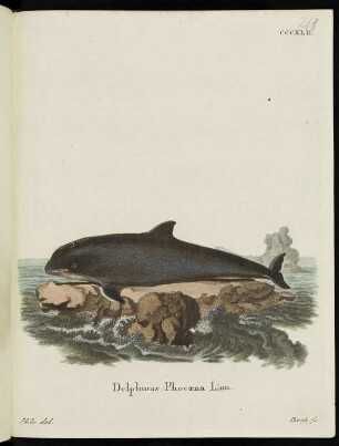 CCCXLII. Delphinus Phocaena Linn.