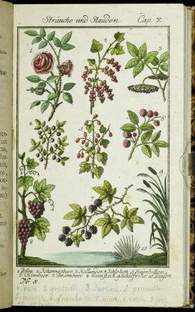 Sträuche und Stauden. Cap. X.