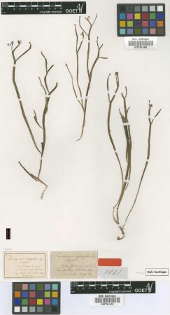 Trachymene platyptera Bunge var. Bunge turfosa[type]