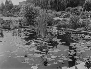 Seerosen : Sachsen, Teich mit Seerosen