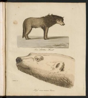 Tab. XXIII. Ein Schlitten-Hund. Kopf eines weißen Bären (zu S. 113)