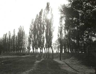 Landschaftspflege. Allee von Pyramidenpappeln, eventuell Otterwisch bei Leipzig