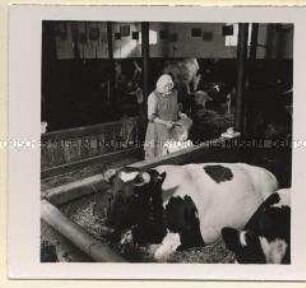 Hinsdorf, Landwirtschaftlicher Betrieb Schwertfeger