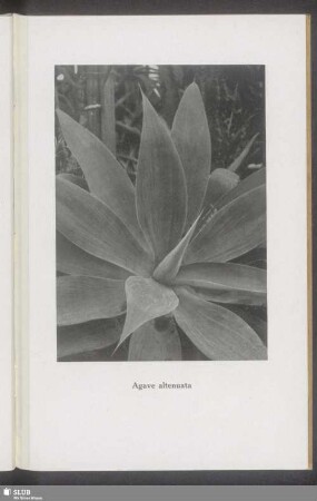 Agave altenuata