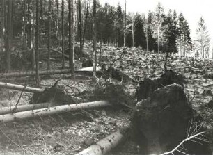 Waldwirtschaft. Sturmschäden am Rande eines Holzschlages im Osterzgebirge