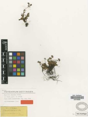 Myosotis olympica Boiss. [isotype]
