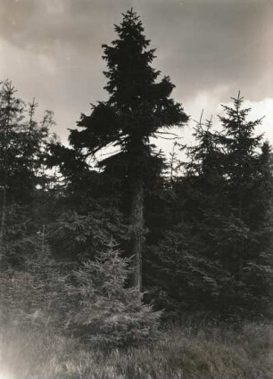 Westerzgebirge. Fichtenwald am Fichtelberg