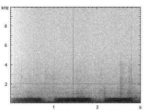 Haustaube | Columba livia f. domestica - Ruf