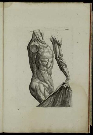 Tab. XII. fig. 1 – fig. 2