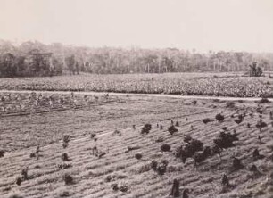 Bananenpflanzung, Elfenbeinküste : Bananenpflanzung eines Europäers bei Adiopodioume, Oberguinea, Elfenbeinküste, 1956