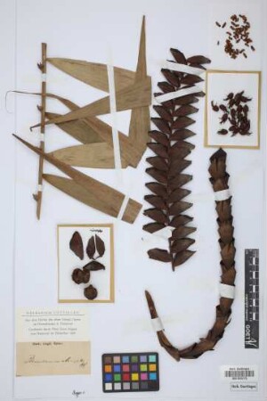 Plectocomia elongata Bl.