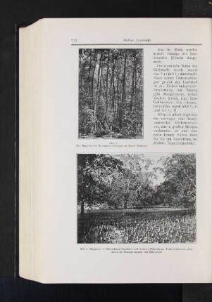 Abb. 5 Die Mangrove-Art Rhizophora conjugata an Java's Südküste Abb. 6 Mangrove. - Rhizophoen-Vegetation auf Sumatra (Palembang). Links Sonneratia alba, rechts die Atmungswurzeln von Rhizophora