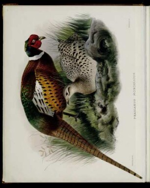 [Plate IV.] Phasianus mongolicus
