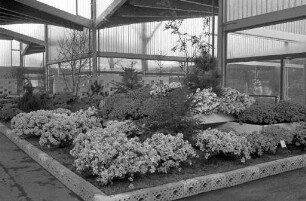 Blumenschau in der Nancyhalle anlässlich der Bundesgartenschau.