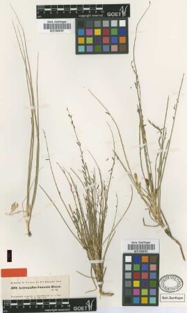 Astragalus joannis Boiss. [type]
