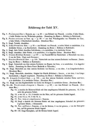 Erklärung der Taf. XV.