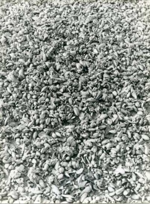 Blau- oder Miesmuschelsiedlung