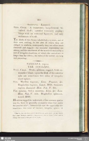 Saxicava. Lamarck