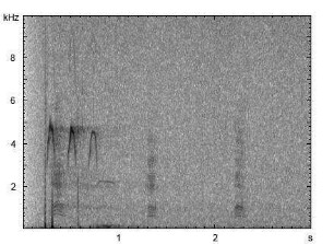 Graureiher | Ardea cinerea - Ruf
