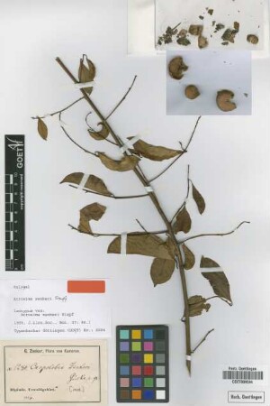 Atroxima zenkeri (Gürke ex Stapf) Stapf [isotype]