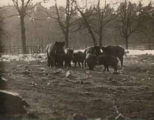 Wildgehege Moritzburg. Wildschwein (sus scrofa L.). Rudel in Erwartung der Fütterung