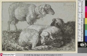 [Zwei schlafende Schafe im Vordergrund, dahinter ein stehendes Schaf, den Blick zum Betrachter]