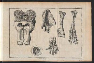 Elephant. 6. figure