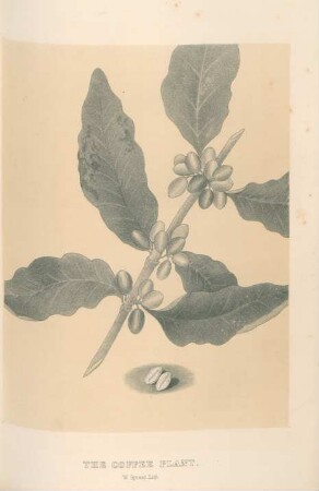 The coffee plant