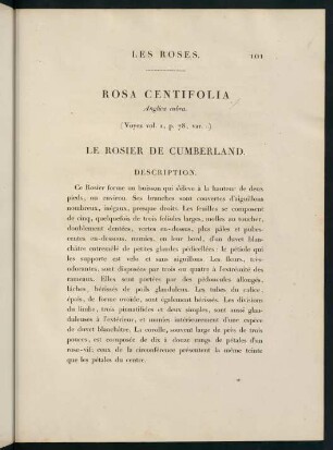 101-102, Rosa Centifolia (Anglica rubra). Le Rosier de Cumberland.