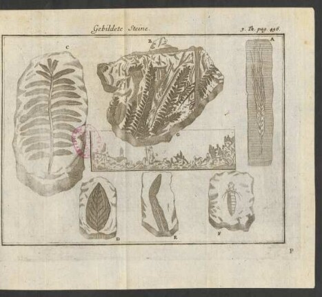 Gebildete Steine 3. Th. pag. 456