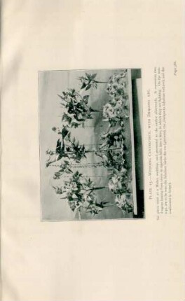 Plate 15. - Wedding centrepiece, with dragons etc.