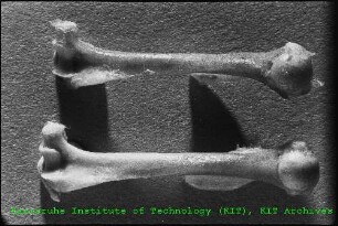 Nahaufnahme von Knochen aus toxikologischen Untersuchungen an Ratten am Institut für Genetik und Toxikologie von Spaltstoffen (IGT)