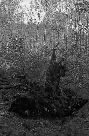Brodowin : Bei Brodowin, siehe 2666_16