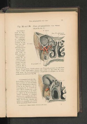 Fig. 32. und 33. Fossa pterygopalatina von vorne.