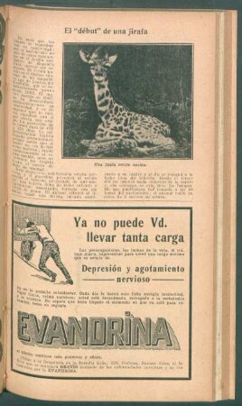 El "debut" de una jirafa