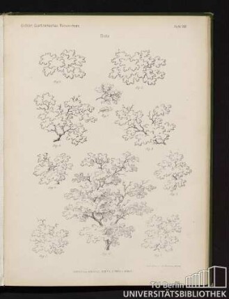 Tafel VIII. Eichler, Gaertnerisches Planzeichnen. Eiche.