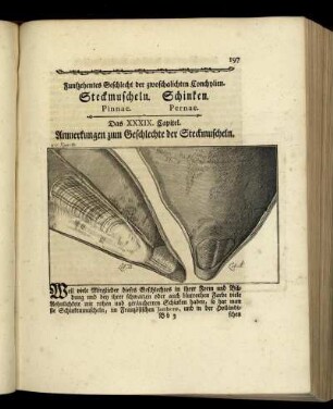 Funfzehentes Geschlecht der zwoschalichten Conchylien. Steckmuscheln. Schinken.